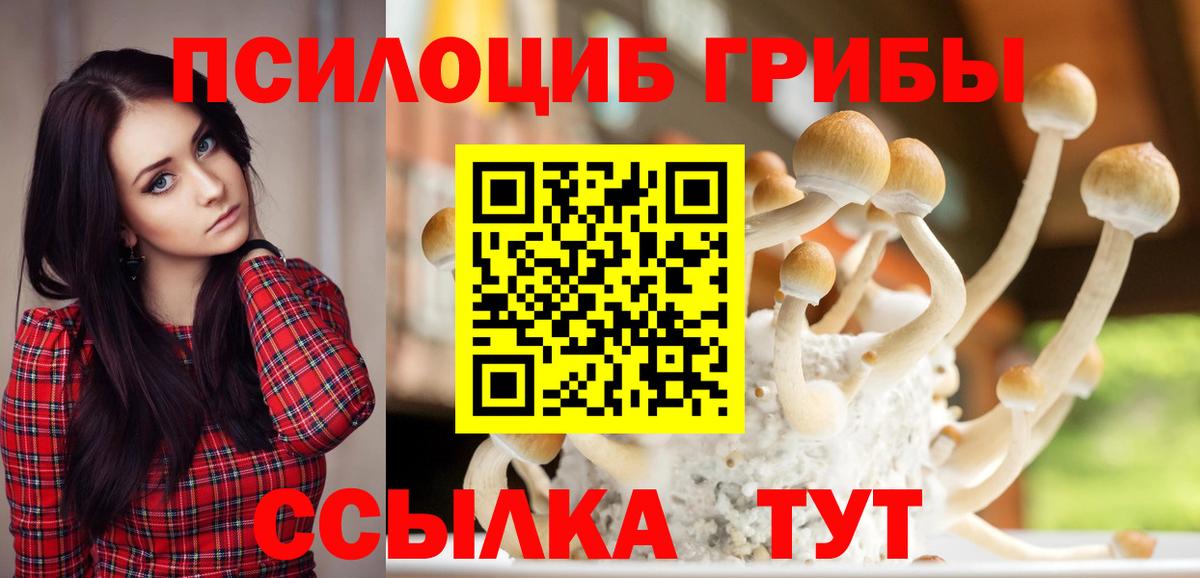 купить  сайты  Вход с VPN  Северодвинск  Псилоцибиновые грибы мицелий 